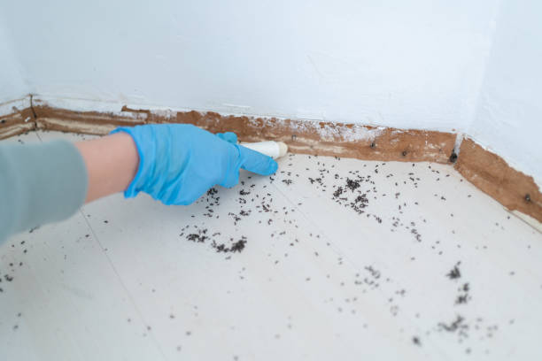 Best Cockroach Control Services  in Dellwood, MO